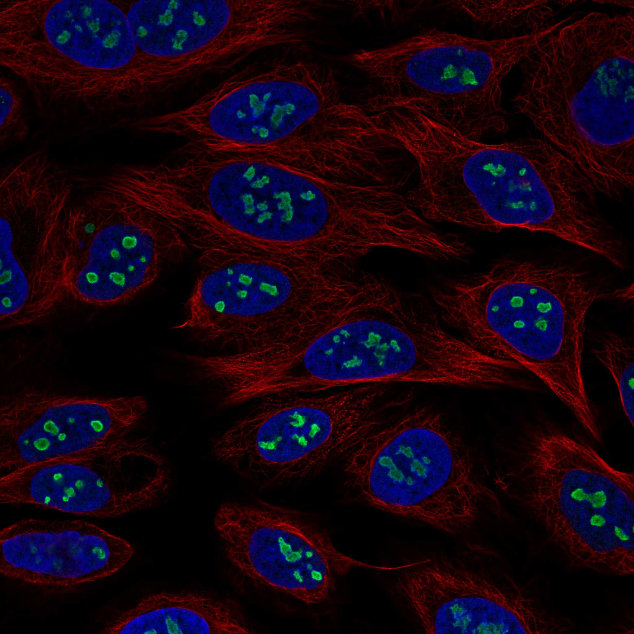 Staining of U-2 OS cells using the anti-USP46 monoclonal antibody) .