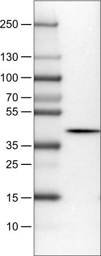 Lane 1: Marker [kDa]Lane 2: Human cerebral cortex lysate