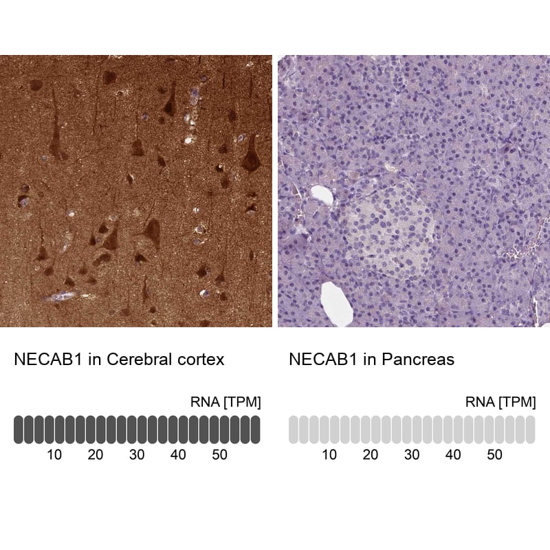 Analysis in human cerebral cortex and pancreas tissues using NBP3-43975 antibody. Corresponding NECAB1 RNA-seq data are presented for the same tissues.