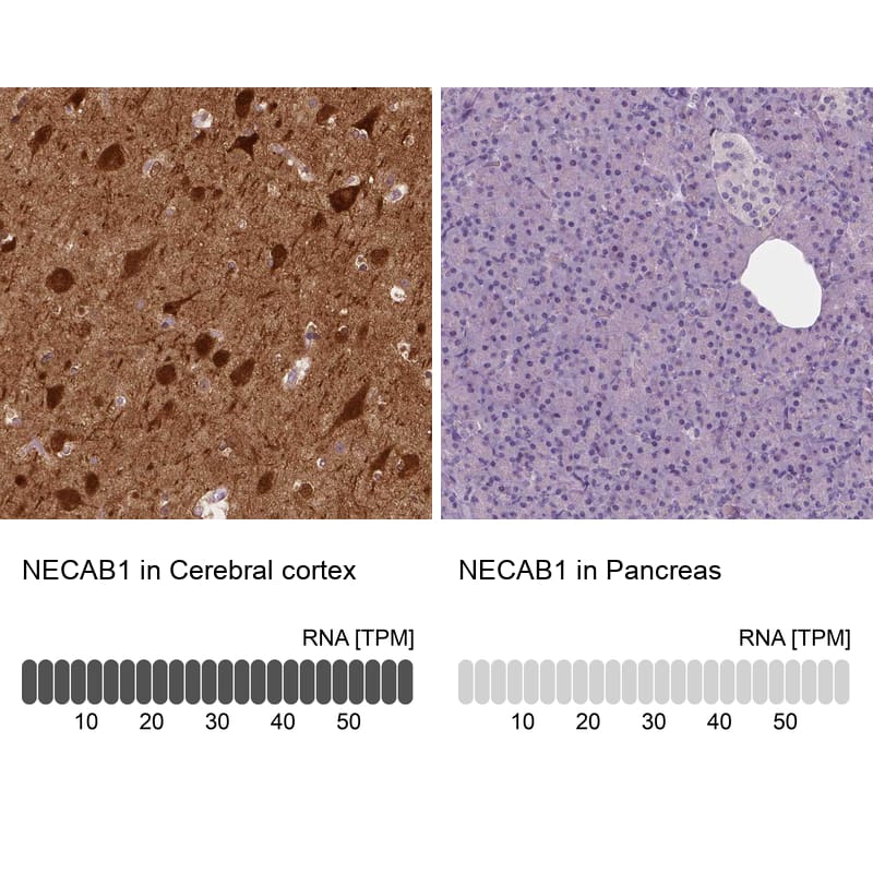 Analysis in human cerebral cortex and pancreas tissues using NBP3-43976 antibody. Corresponding NECAB1 RNA-seq data are presented for the same tissues.