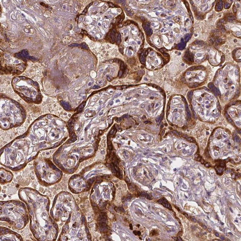Staining of human placenta shows strong cytoplasmic positivity in trophoblastic cells.