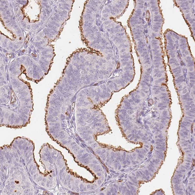 Staining of human fallopian tube shows strong positivity in apical membranes in glandular cells.