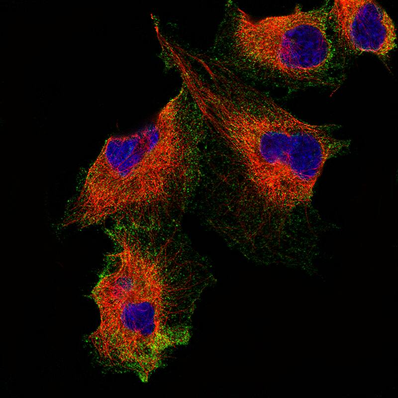 Staining of U-251 cells using the Anti-Podocalyxin Like monoclonal antibody) .