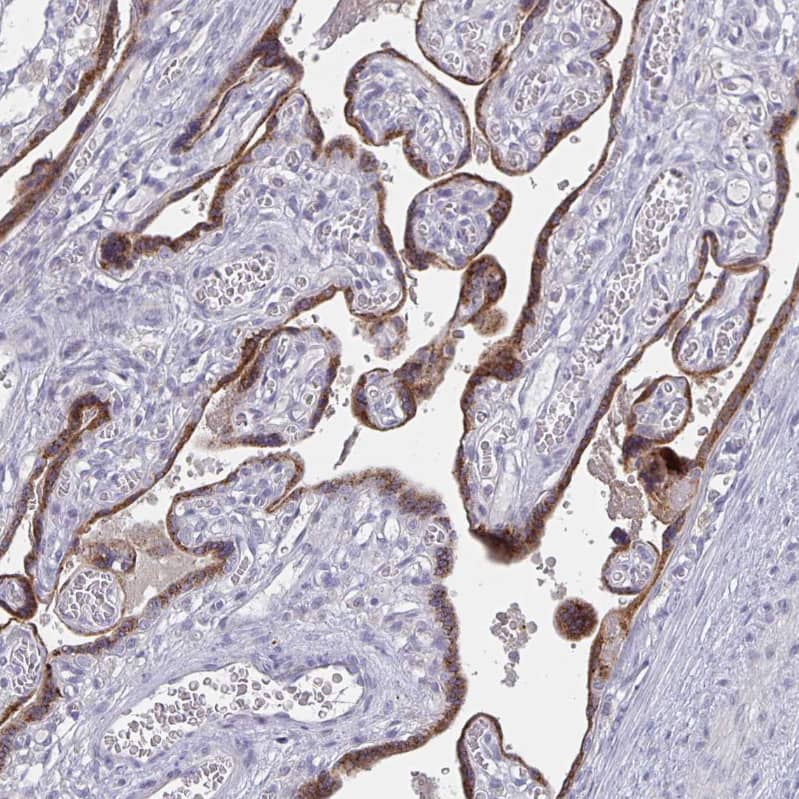 Staining of human placenta shows moderate granular cytoplasmic positivity in trophoblastic cells.