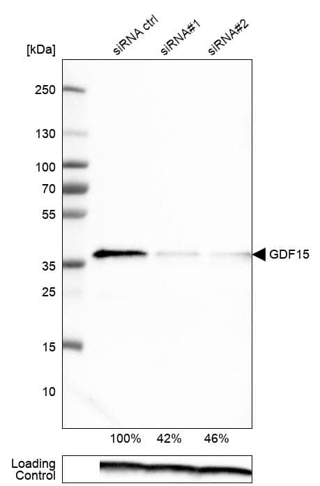 Analysis in RT-4 cells transfected with control siRNA, target specific siRNA probe #1 and #2, using Anti-GDF-15 antibody. Remaining relative intensity is presented. Loading control: Anti-PPIB.