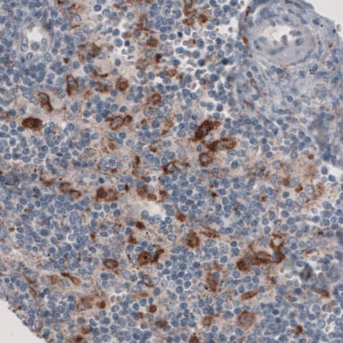 Staining of human lymph node shows strong positivity in a subset of lymphoid cells.
