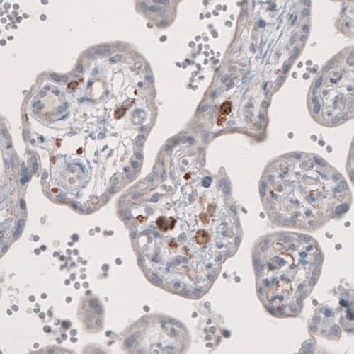 Staining of human placenta shows immunoreactivity in a subset of lymphoid cells.