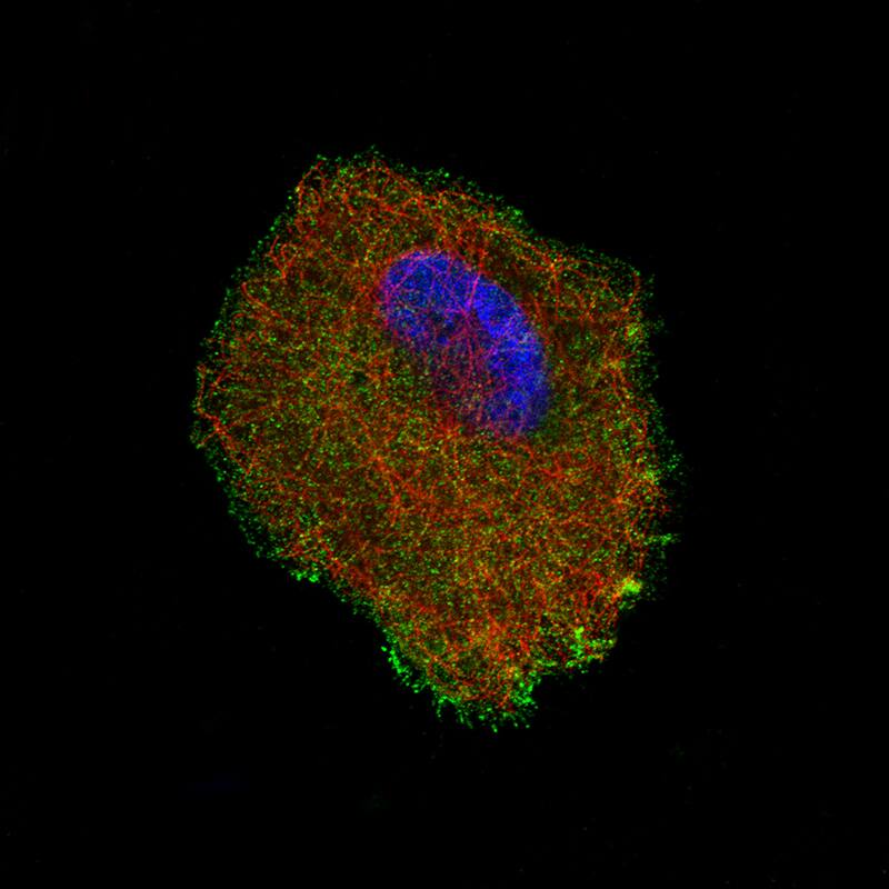 Staining of A549 cells, showing specific staining in the plasma membrane and the cytosol in green. Microtubule- and nuclear probes are visualized in red and blue, respectively (where available).