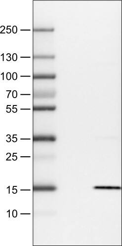 Lane 1: Marker [kDa]Lane 2: Negative control (vector only transfected HEK293T lysate) Lane 3: S100A4 Over-expression Lysate (Co-expressed with a C-terminal myc-DDK tag (~3.1 kDa) in mammalian HEK293T cells) 
