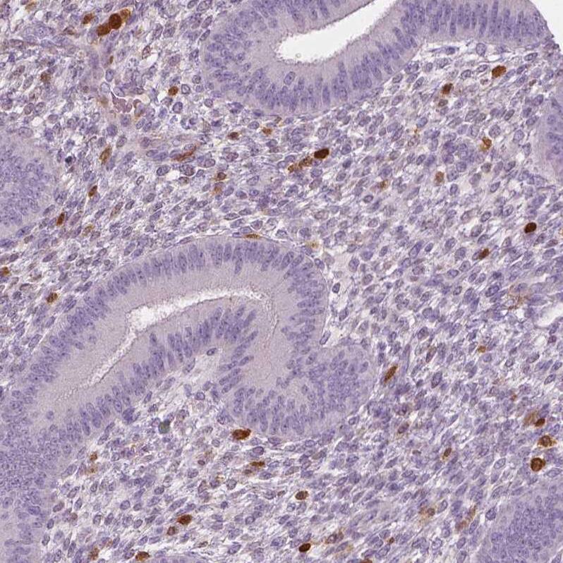 Staining of human endometrium shows strong cytoplasmic positivity in lymphoid cells.
