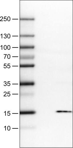 Lane 1: Marker [kDa]Lane 2: Negative control (vector only transfected HEK293T lysate) Lane 3: S100A4 Over-expression Lysate (Co-expressed with a C-terminal myc-DDK tag (~3.1 kDa) in mammalian HEK293T cells) 