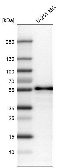 Analysis in human cell line U-251 MG.