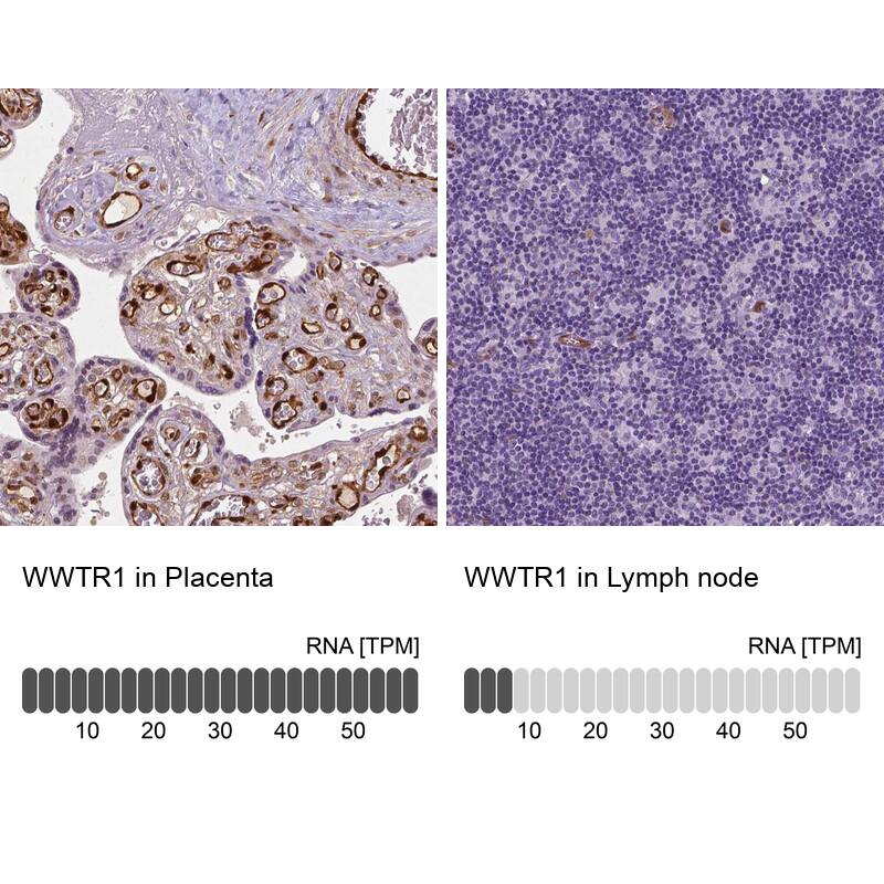 Analysis in human placenta and lymph node tissues using NBP3-43993 antibody. Corresponding TAZ/WWTR1 RNA-seq data are presented for the same tissues.