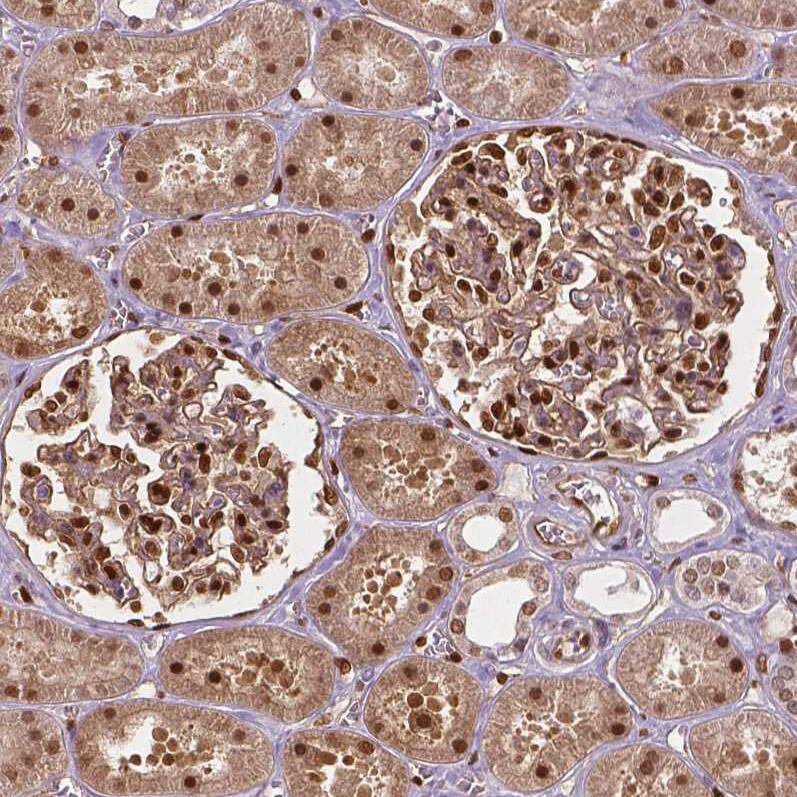 Staining of human kidney shows strong nuclear and moderate cytoplasmic positivity in cells in tubules and in glomeruli.