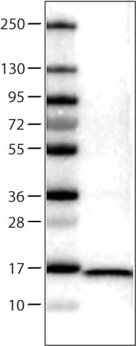 Lane 1: Marker [kDa]  Lane 2: Human cell line U-251 MG