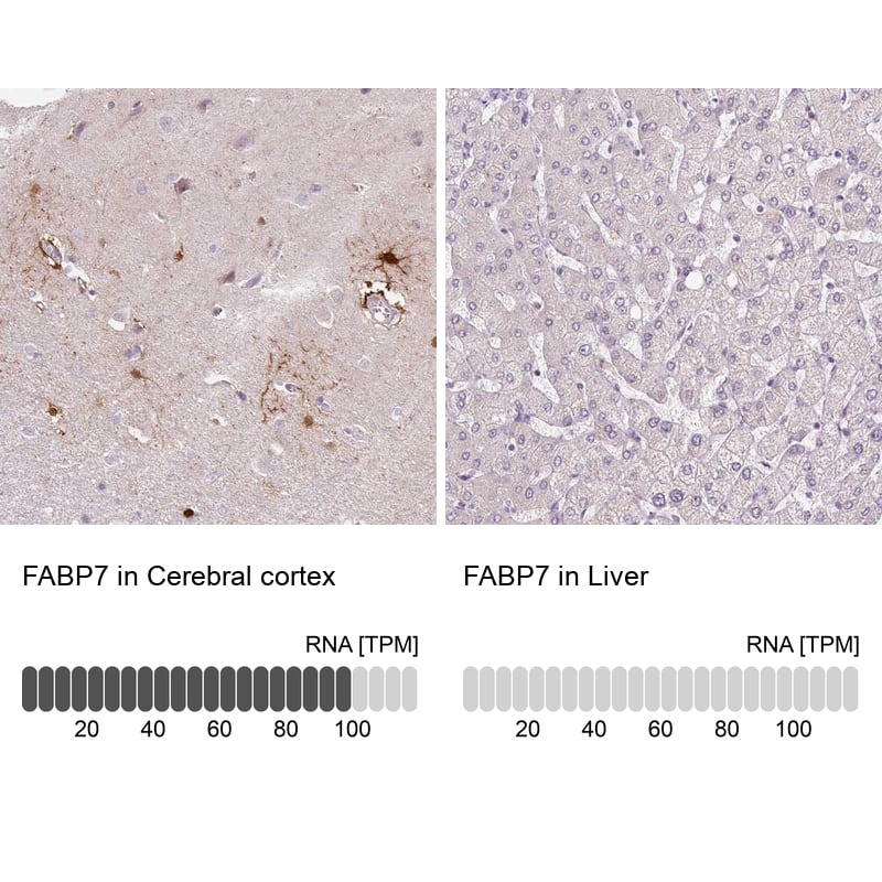 Analysis in human cerebral cortex and liver tissues using NBP3-43995 antibody. Corresponding FABP7/B-FABP RNA-seq data are presented for the same tissues.