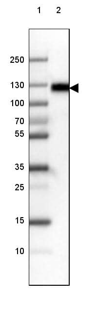 Lane 1: Marker [kDa] 250, 130, 100, 70, 55, 35, 25, 15, 10Lane 2: Human cell line RT-4