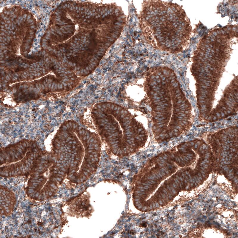 Staining of human endometrium shows strong granular cytoplasmic positivity in glandular cells.