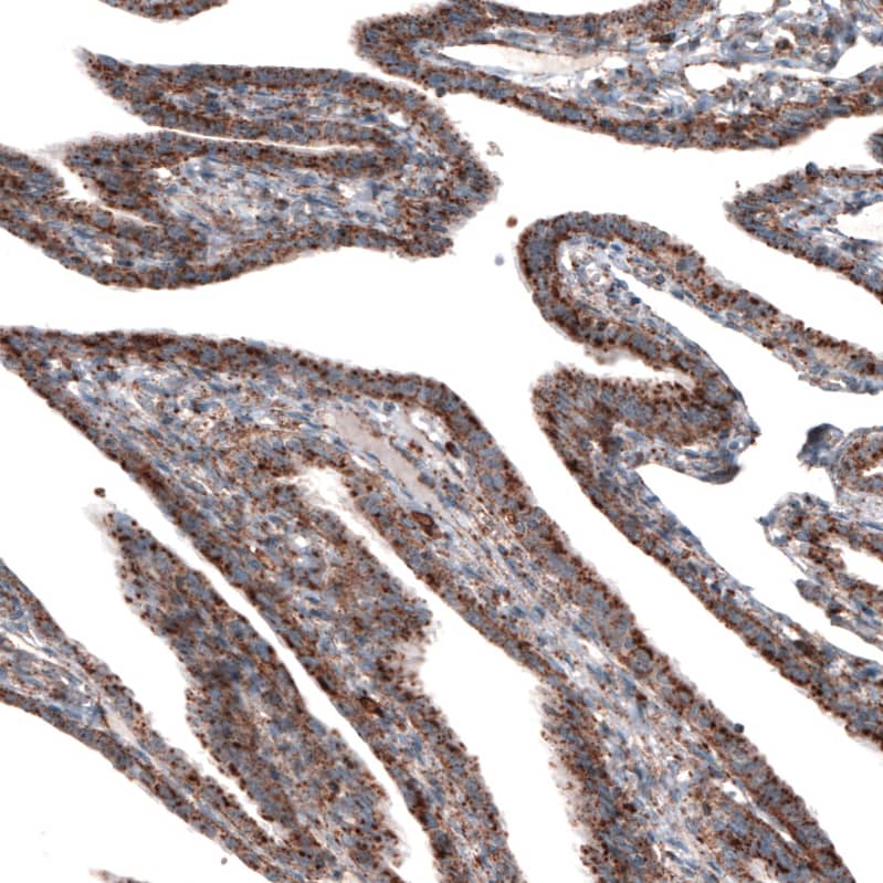 Staining of human fallopian tube shows strong granular cytoplasmic positivity in glandular cells.