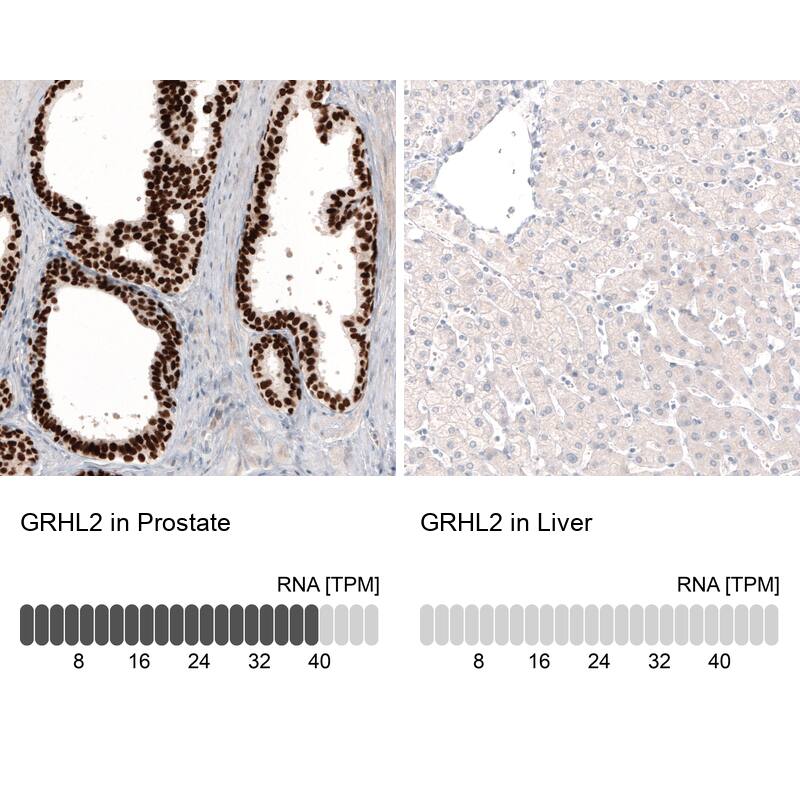 Analysis in human prostate and liver tissues using NBP3-44000 antibody. Corresponding GRHL2 RNA-seq data are presented for the same tissues.