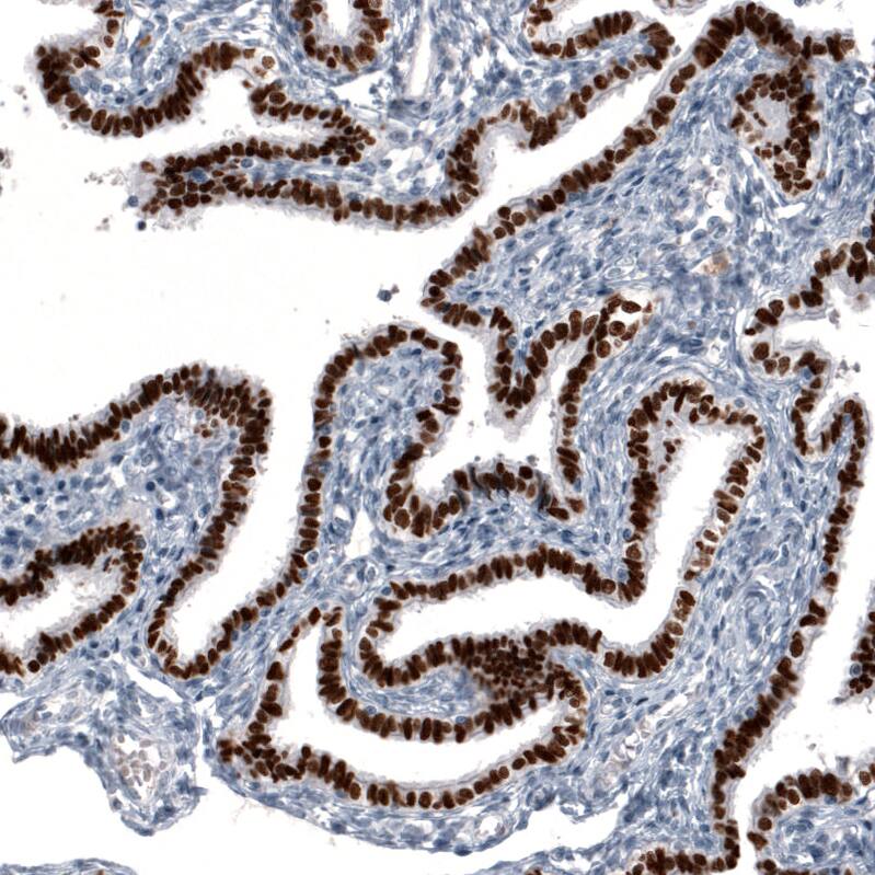 Staining of human fallopian tube shows strong nuclear positivity in glandular cells.