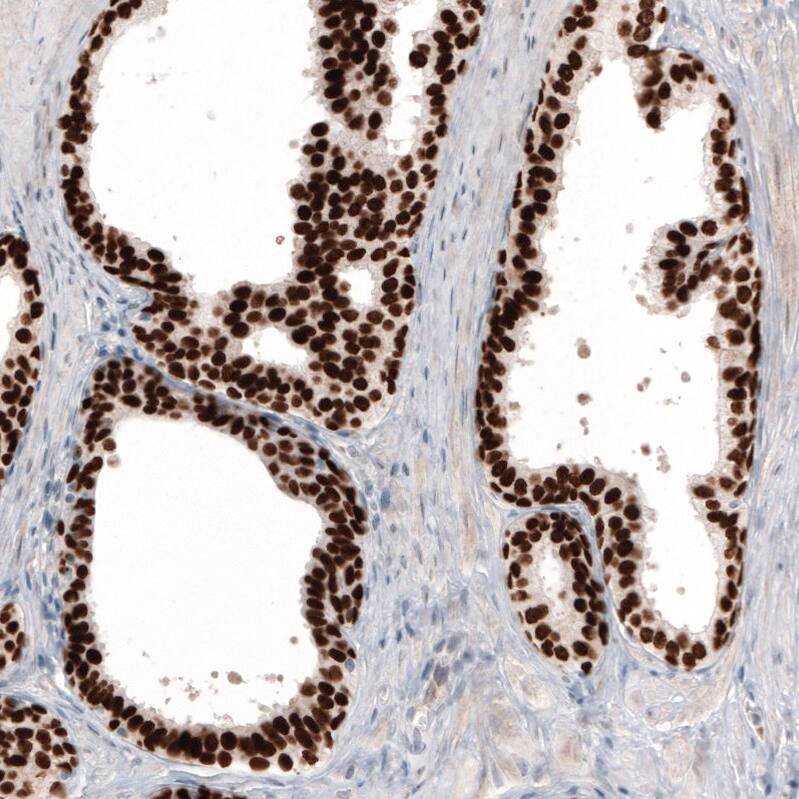 Staining of human prostate shows strong nuclear positivity in glandular cells.