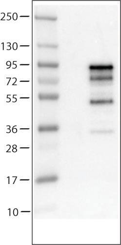Lane 1: Marker [kDa]  Lane 2: Negative control (vector only transfected HEK293T lysate)  Lane 3: Chromogranin A Over-expression Lysate (Co-expressed with a C-terminal myc-DDK tag (~3.1 kDa) in mammalian HEK293T cells) 