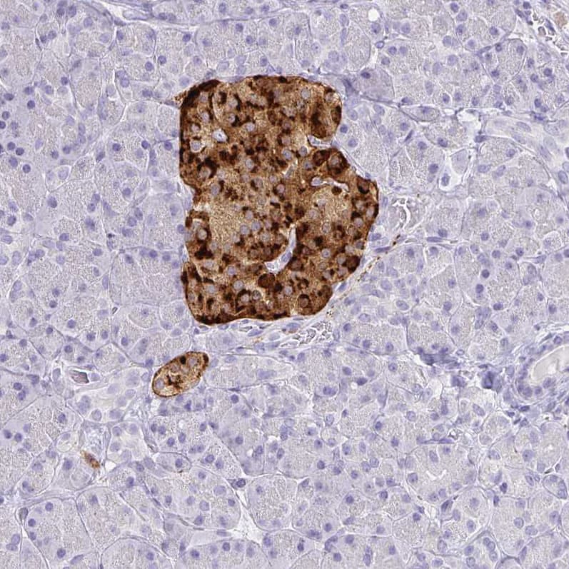 Staining of human pancreas shows moderate to strong cytoplasmic positivity in islets of Langerhans.