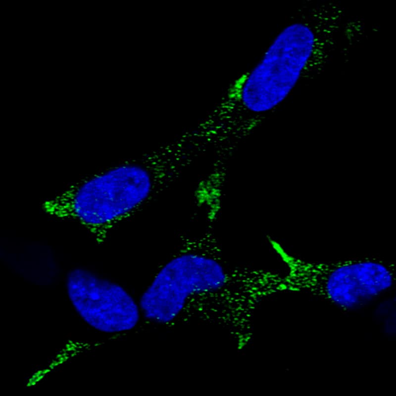 Staining of SH-SY 5Y cells using the Anti-Chromogranin A monoclonal antibody) .
