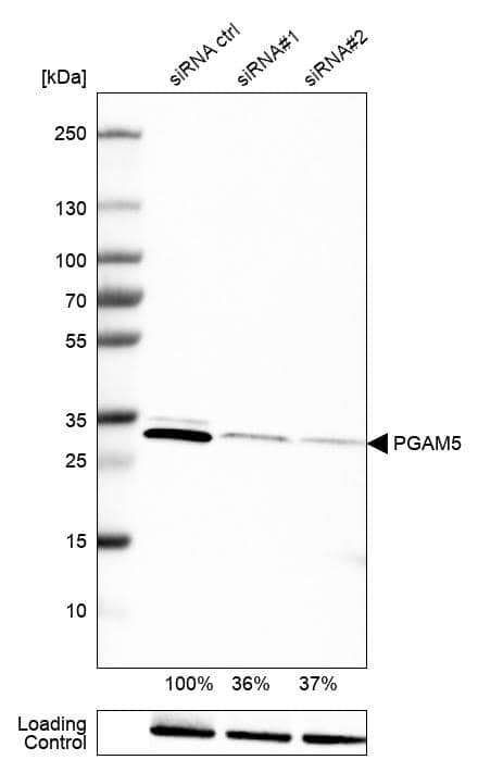 Analysis in RT-4 cells transfected with control siRNA, target specific siRNA probe #1 and #2, using Anti-PGAM5 antibody. Remaining relative intensity is presented. Loading control: Anti-PARP1.