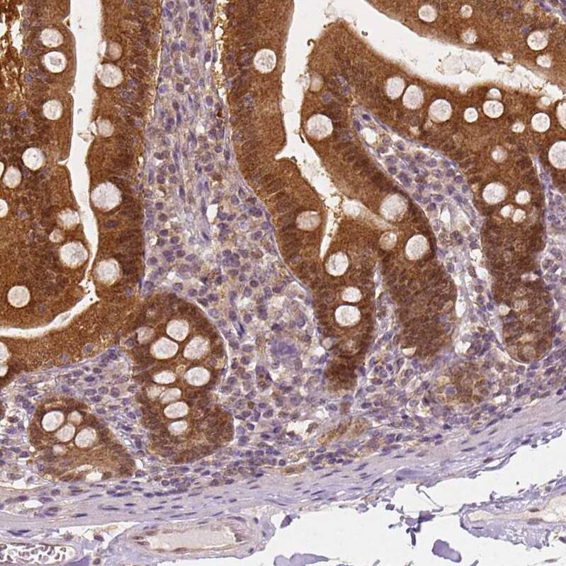 Staining of human duodenum shows strong cytoplasmic positivity in glandular cells.