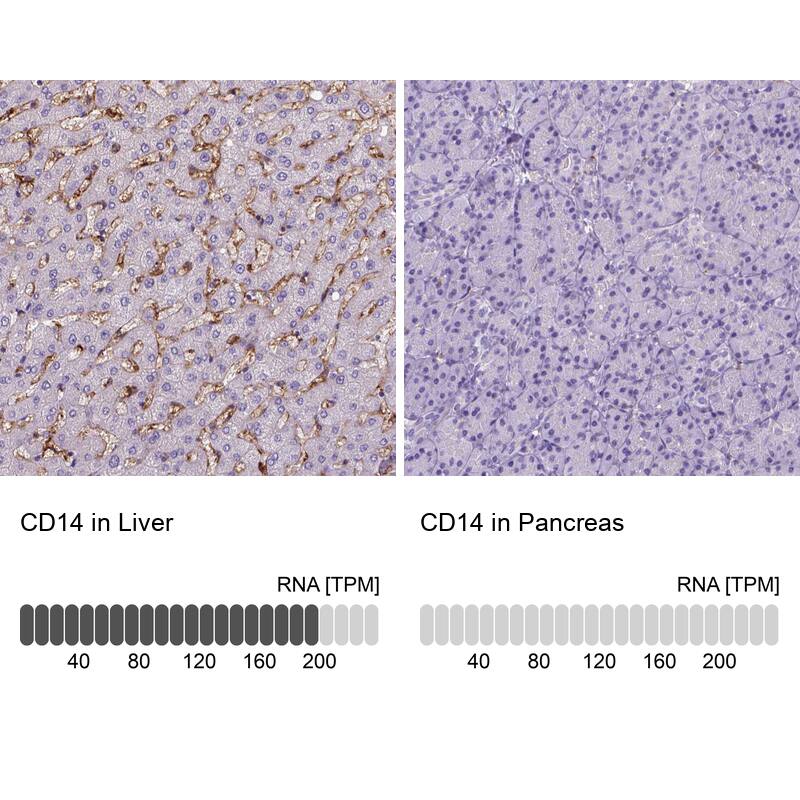 Analysis in human liver and pancreas tissues using NBP3-44006 antibody. Corresponding CD14 RNA-seq data are presented for the same tissues.
