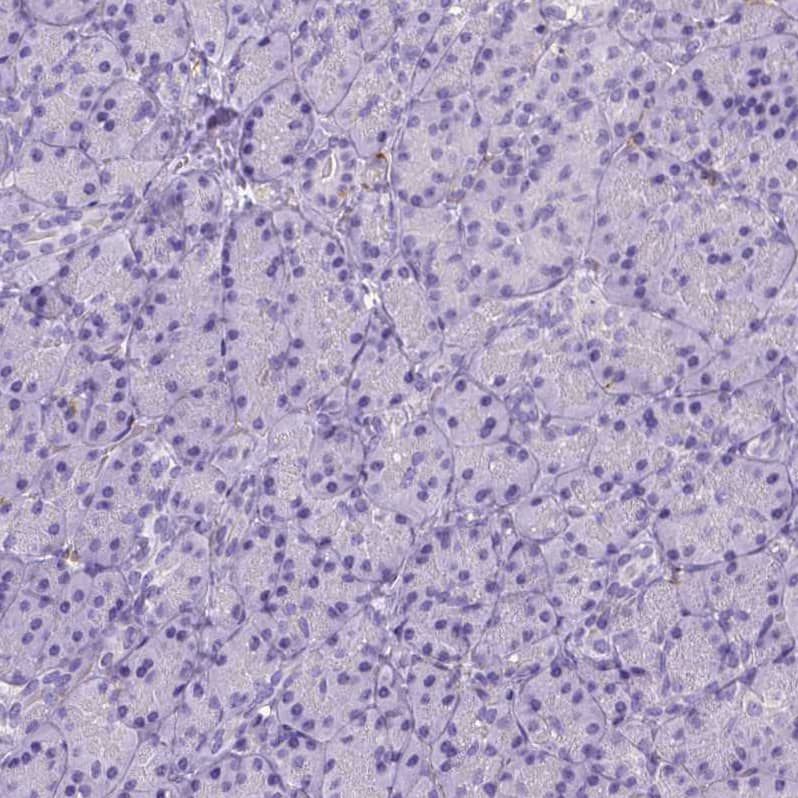 Staining of human pancreas shows no positivity in exocrine glandular cells as expected.