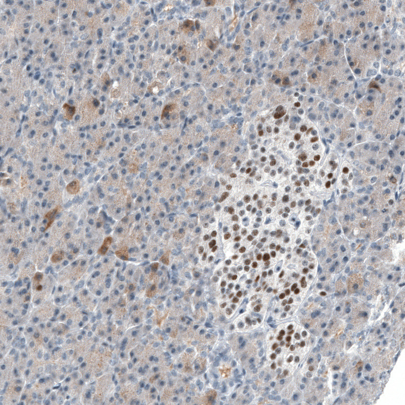 Staining of human pancreas shows strong nuclear positivity in islets of Langerhans.