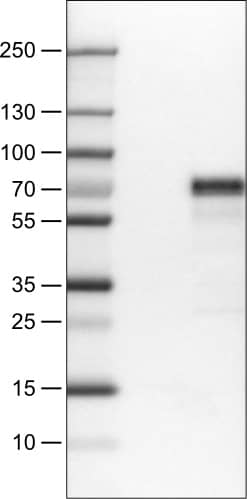 Lane 1: Marker [kDa]Lane 2: Negative control (vector only transfected HEK293T lysate)Lane 3: MEF2C Over-expression Lysate (Co-expressed with a C-terminal myc-DDK tag (~3.1 kDa) in mammalian HEK293T cells) 