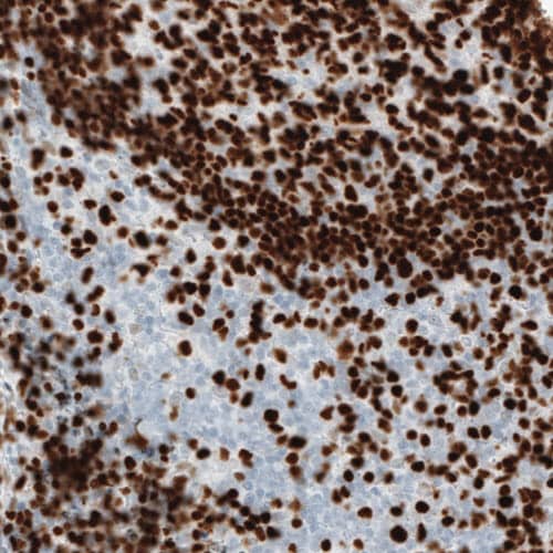 Staining of human tonsil shows strong nuclear immunoreactivity in the germinal center cells.