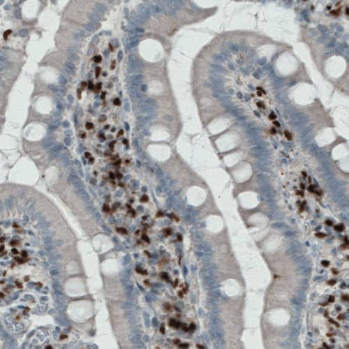 Staining of human duodenum shows strong nuclear immunoreactivity in a subset of lymphoid cells.