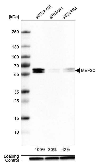 Analysis in WM115 cells transfected with control siRNA, target specific siRNA probe #1 and #2, using Anti-MEF2C antibody. Remaining relative intensity is presented. Loading control: Anti-GAPDH.