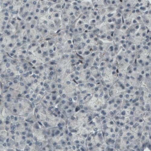 Staining of human pancreas shows absence of staining (negative control).