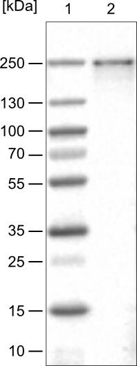 Lane 1: Marker [kDa]Lane 2: Human cell line U-251 MG
