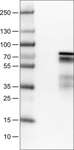 Lane 1: Marker [kDa]Lane 2: Negative control (vector only transfected HEK293T lysate)Lane 3: ZNF703 Over-expression Lysate (Co-expressed with a C-terminal myc-DDK tag (~3.1 kDa) in mammalian HEK293T cells) 