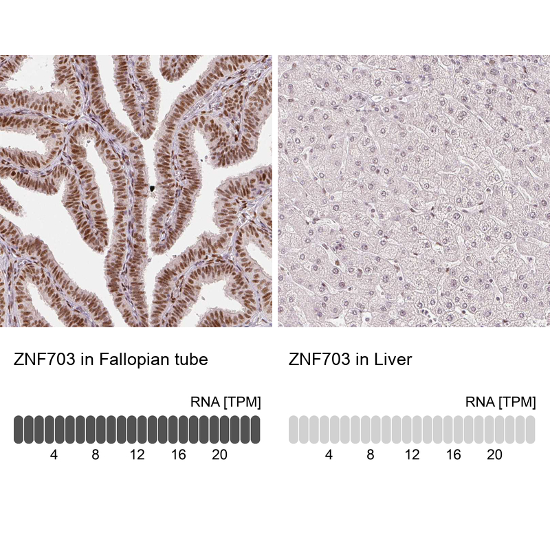 Analysis in human fallopian tube and liver tissues using NBP3-44019 antibody. Corresponding ZNF703 RNA-seq data are presented for the same tissues.