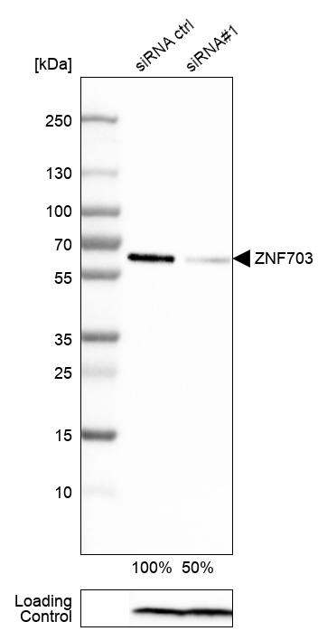 Analysis in HEK293 cells transfected with control siRNA, target specific siRNA probe #1, using Anti-ZNF703 antibody. Remaining relative intensity is presented. Loading control: Anti-PPIB.
