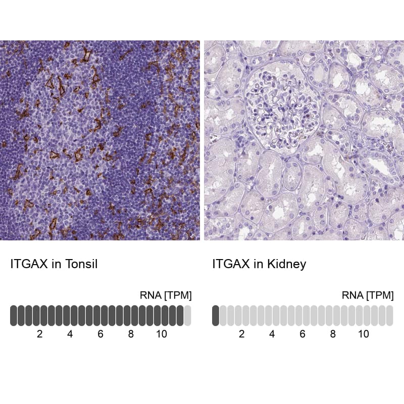 Analysis in human tonsil and kidney tissues using NBP3-44020 antibody. Corresponding CD11c RNA-seq data are presented for the same tissues.