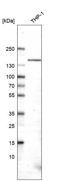 Analysis in human cell line THP-1.