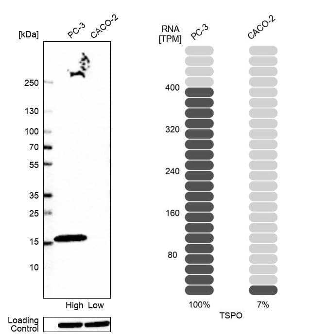 <b>Orthogonal Strategies Validation. </b>Analysis in human cell line PC-3 and human cell line CACO-2.
