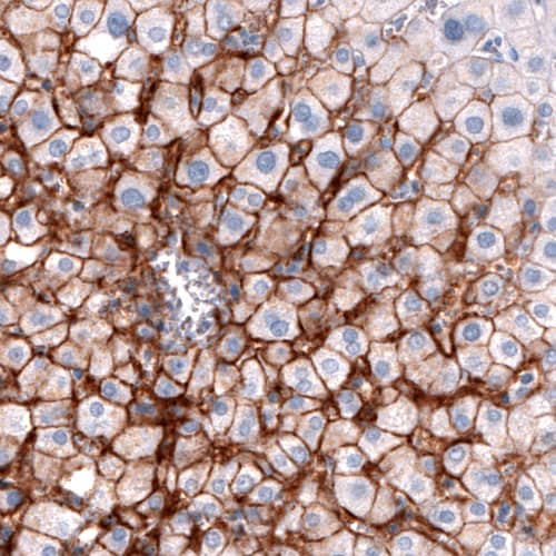 Staining of human liver shows strong membranous immunoreactivity in hepatocytes.