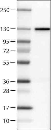 Lane 1: Marker [kDa]Lane 2: Human cell line U-251 MG