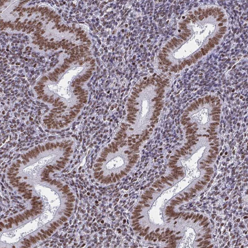 Staining of human endometrium shows moderate to strong nuclear positivity in glandular and stromal cells.