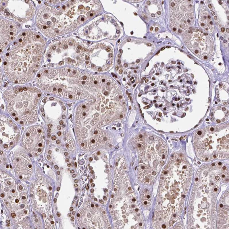 Staining of human kidney shows moderate to strong nuclear positivity in cells in tubuli and glomeruli.